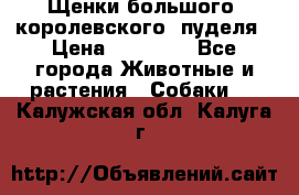 Щенки большого (королевского) пуделя › Цена ­ 25 000 - Все города Животные и растения » Собаки   . Калужская обл.,Калуга г.